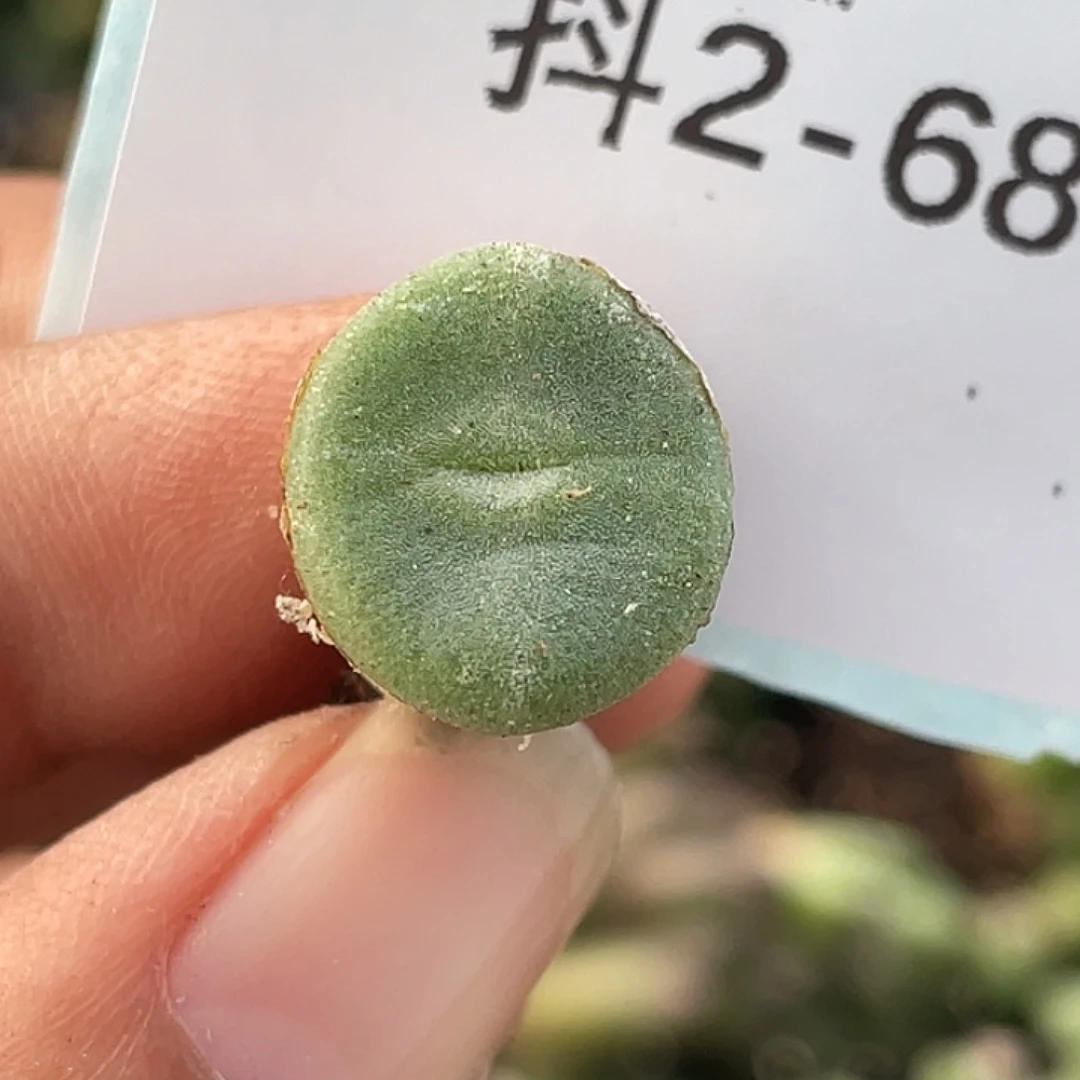 2-68毛钮扣多肉植物