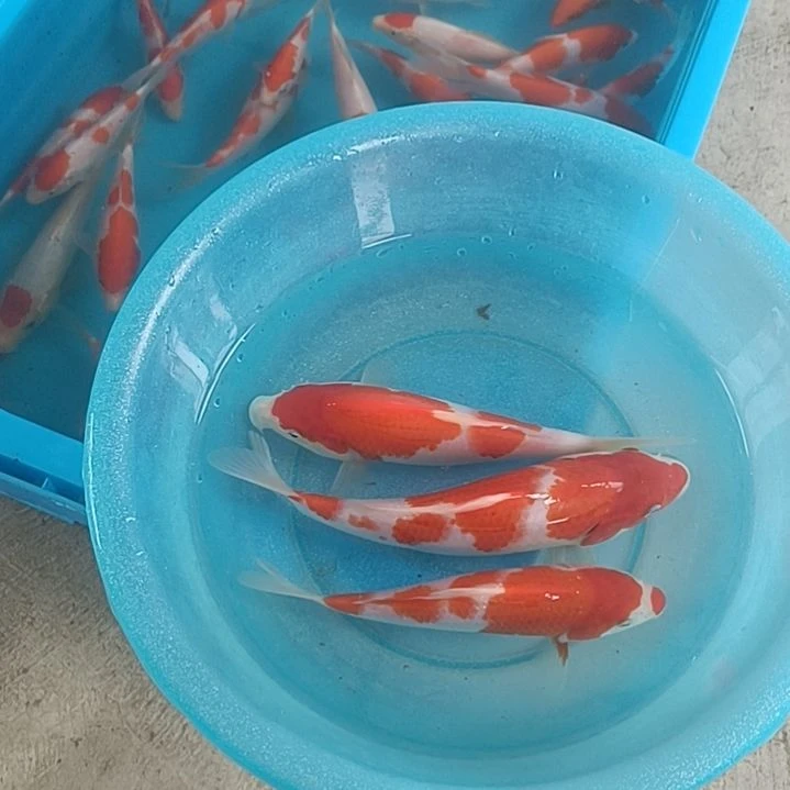 海水鱼顺丰包邮开箱包活2