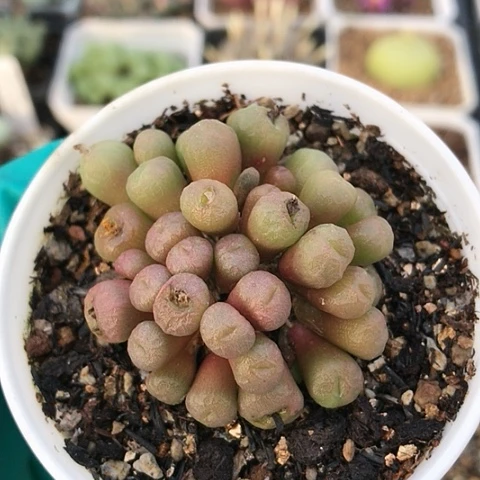 多肉肉锥 黄花铜壶