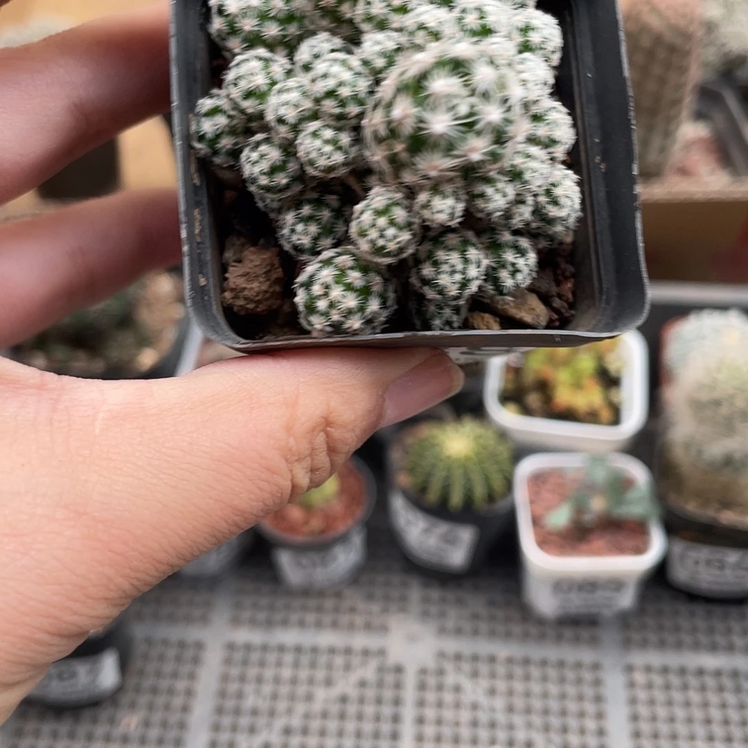 088须弥山（满18元包邮）