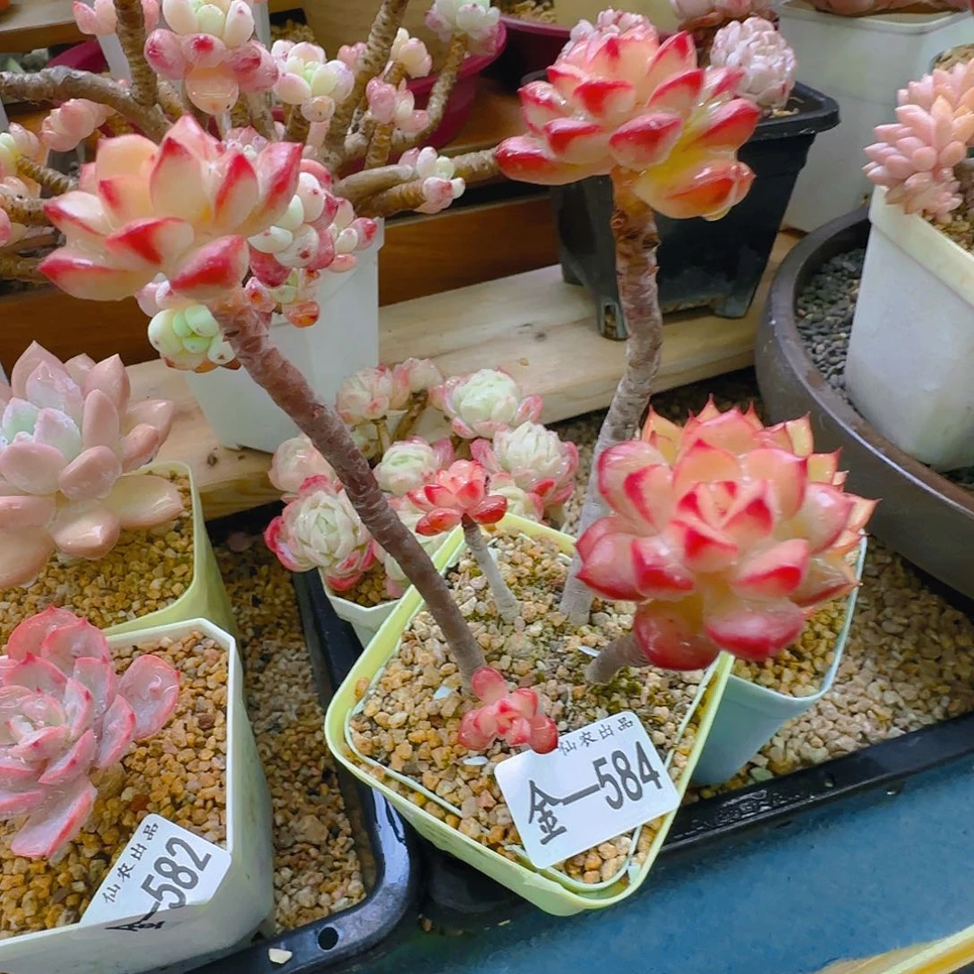 探戈，584，仙农出品多肉