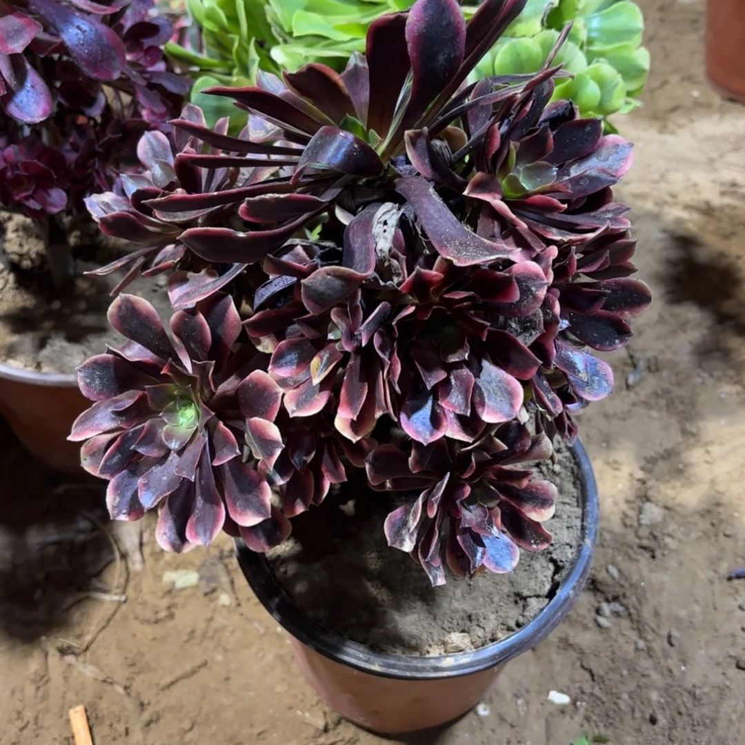 欧嘉莉9.9法师多肉妖桩田庄