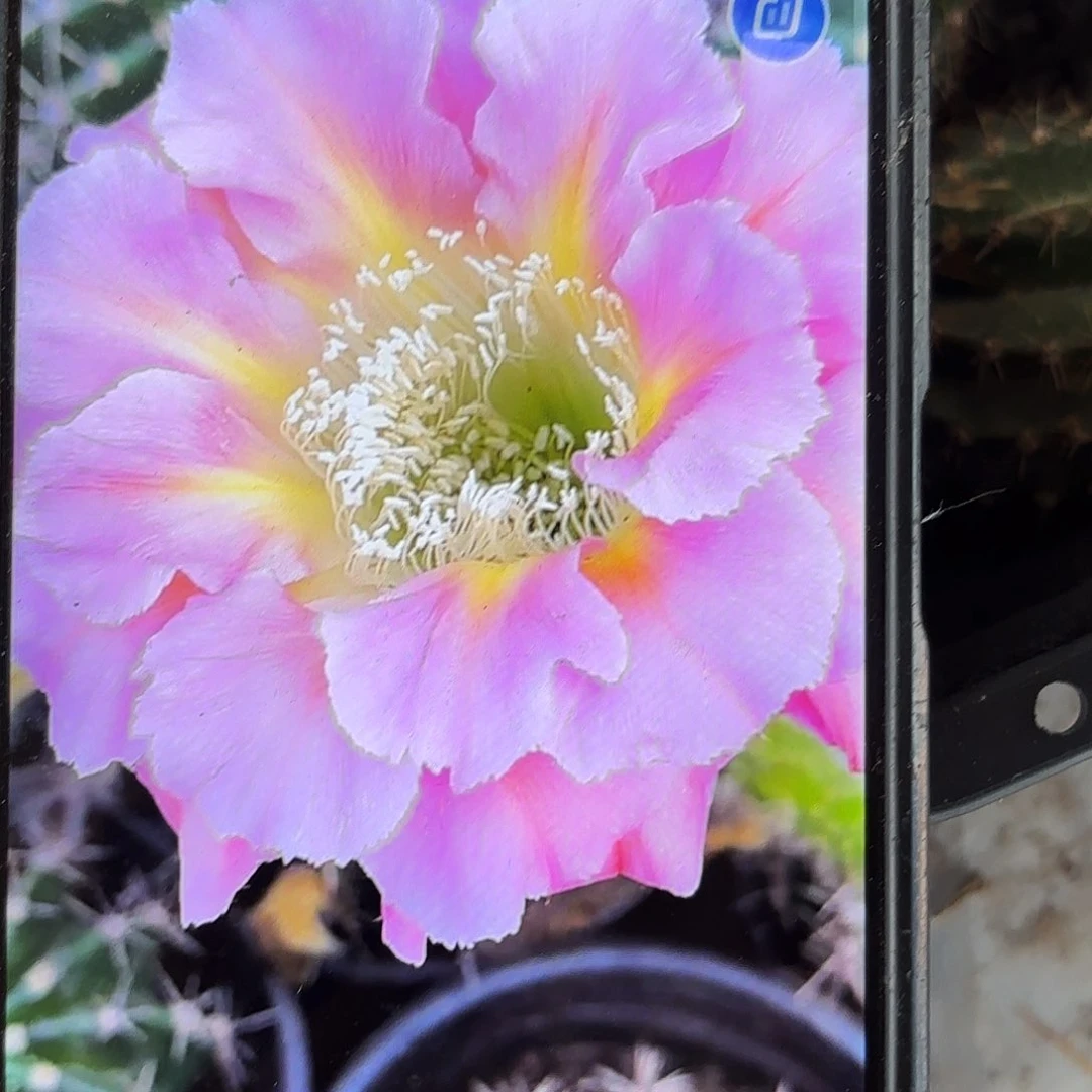 新粉袋彩彩无根侧牙四公分10