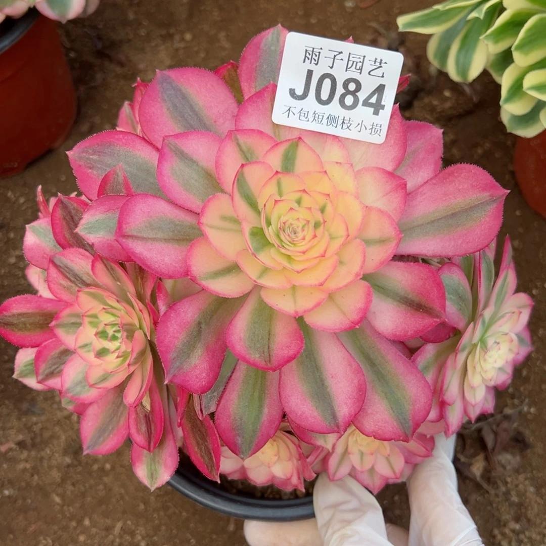 084倾城尺寸20左右