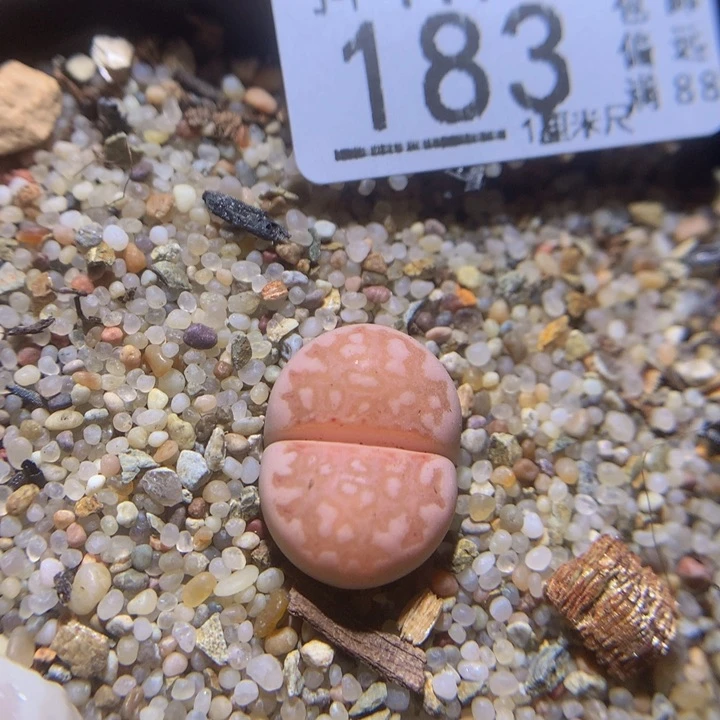 精品生石花117.183