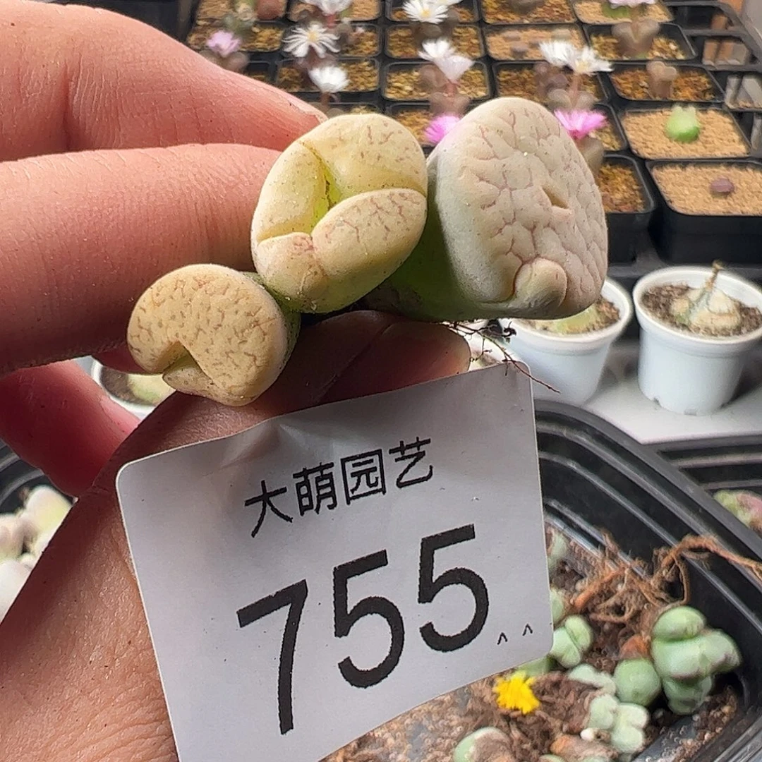 一物一拍。    755