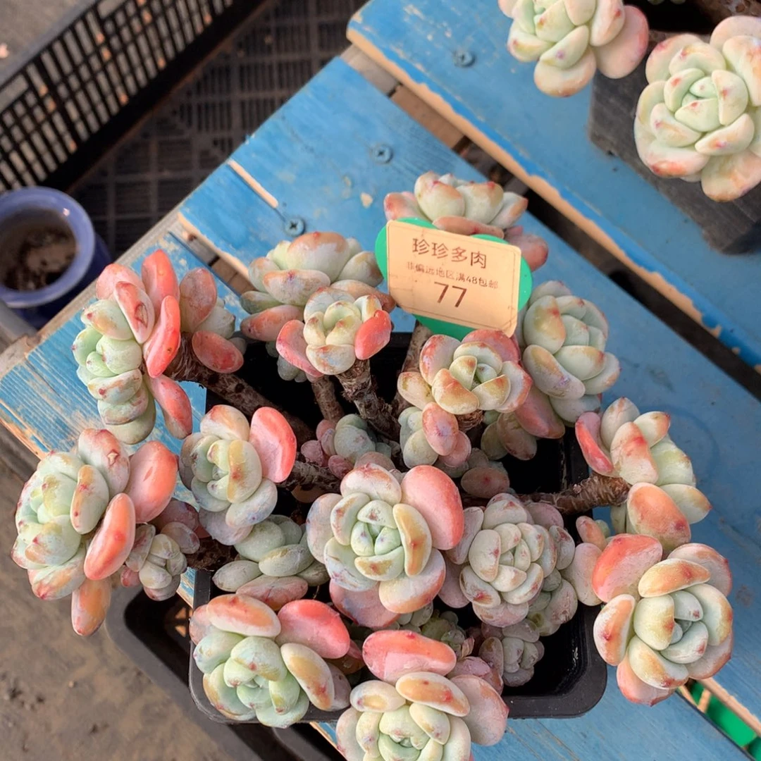 燕***子冷香老桩无砍平头77