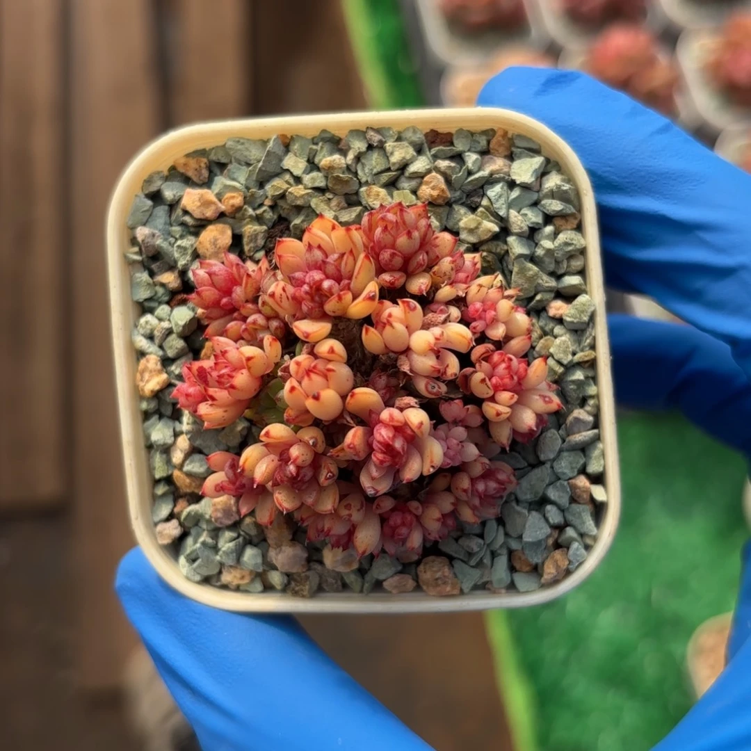 元旦福利红树小群