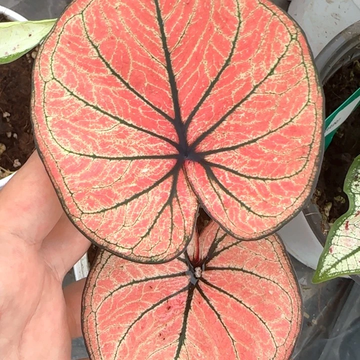 植物彩叶芋蜜桃果汁精品