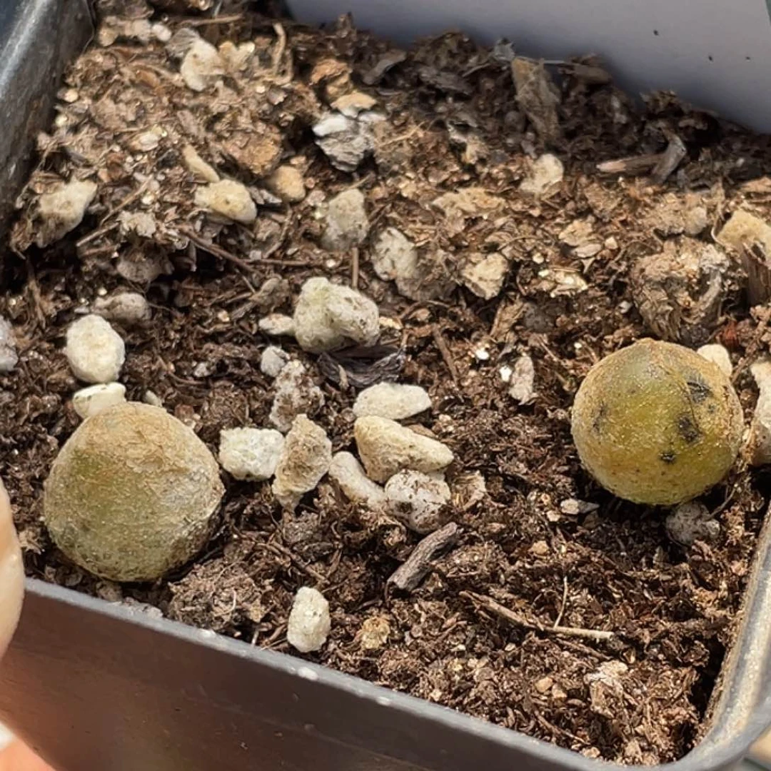 15-52灯泡多肉植物