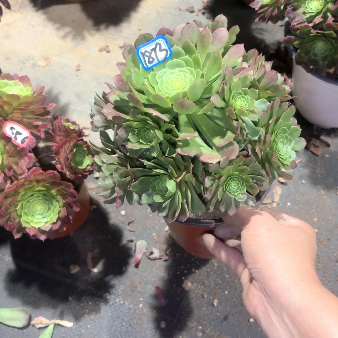 玉萝莉法师多肉1873