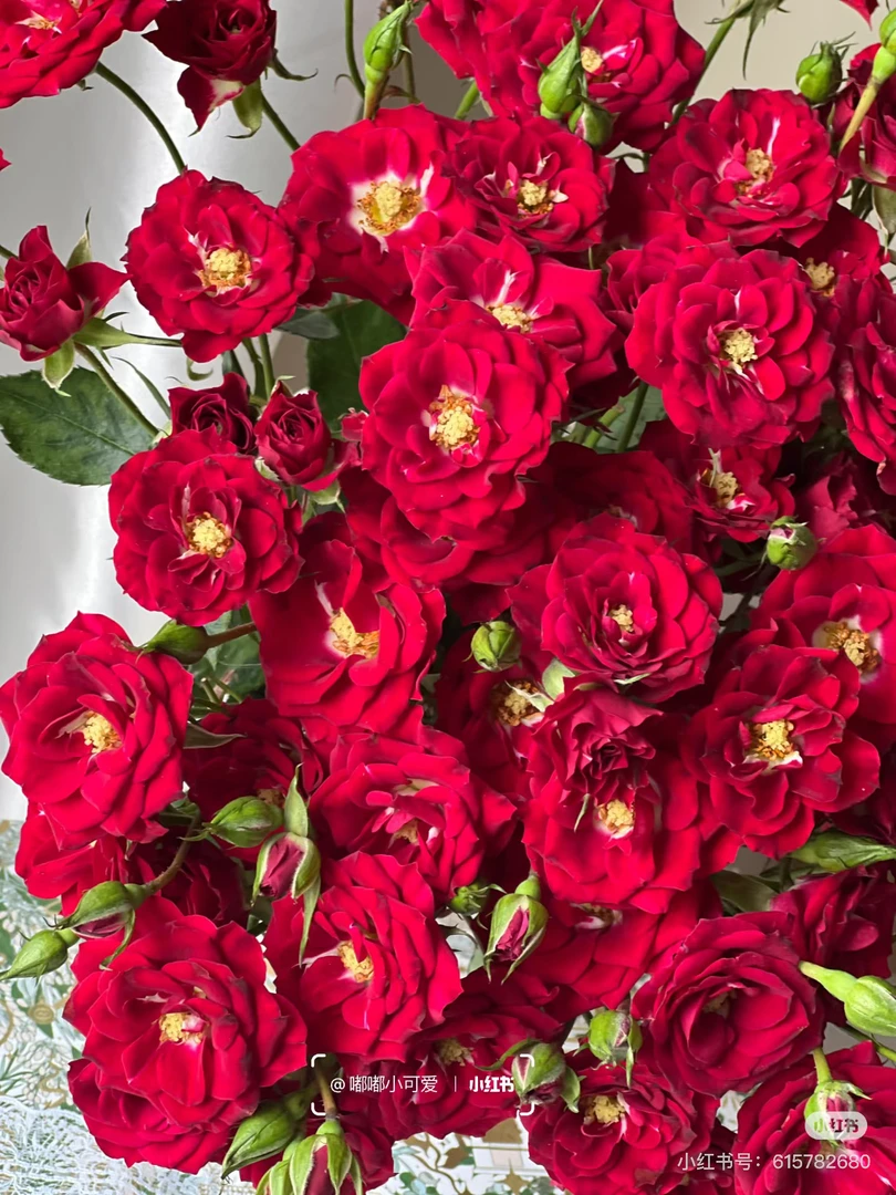 （满博玫瑰）幸运芭蕾10支！三件顺丰空运20%不售后