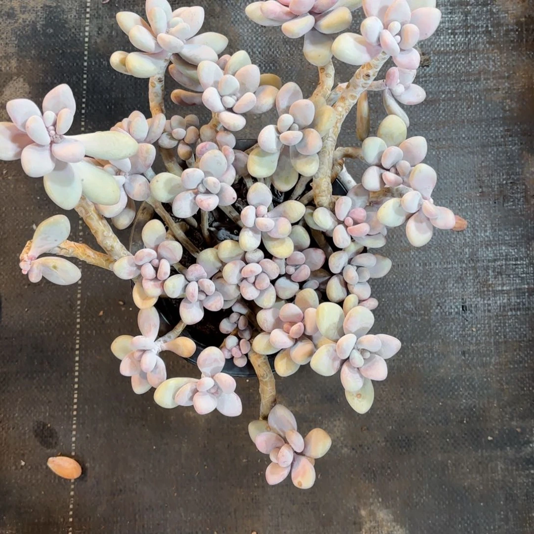 一桃蛋福利32。