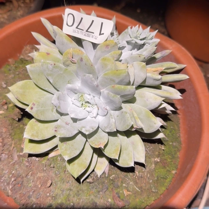 3代杂交仙女杯多肉福利