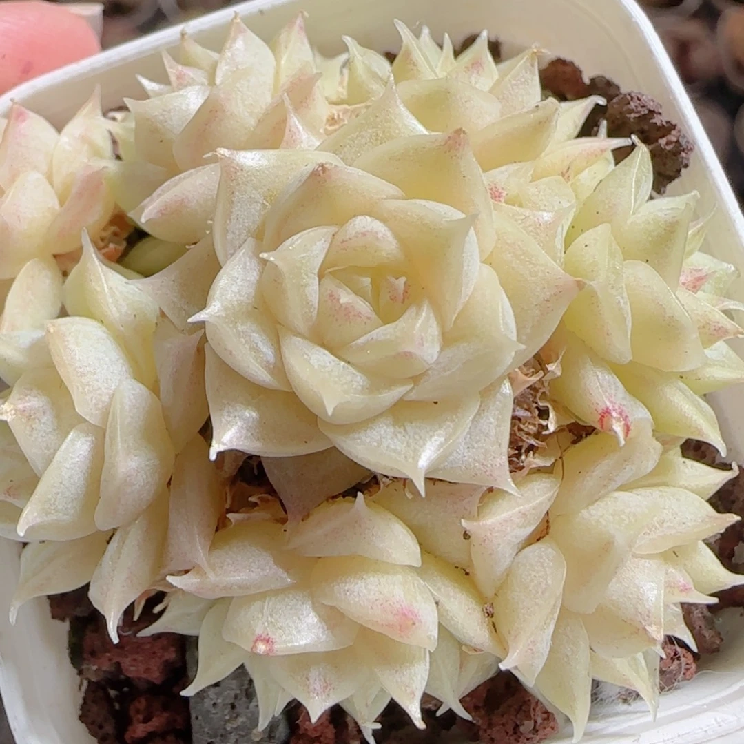 花语多肉0101-10散