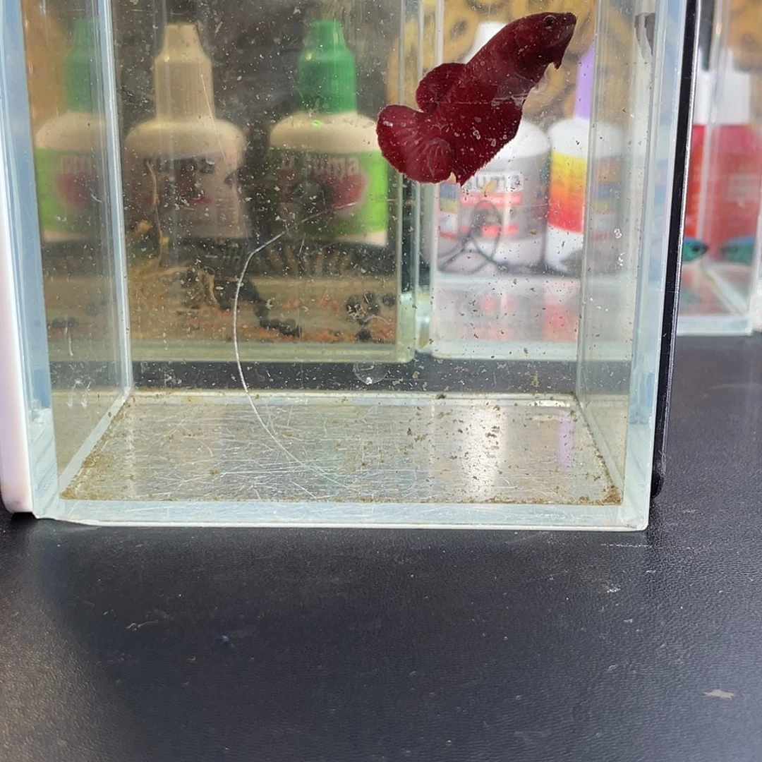 斗鱼10号1115早超红