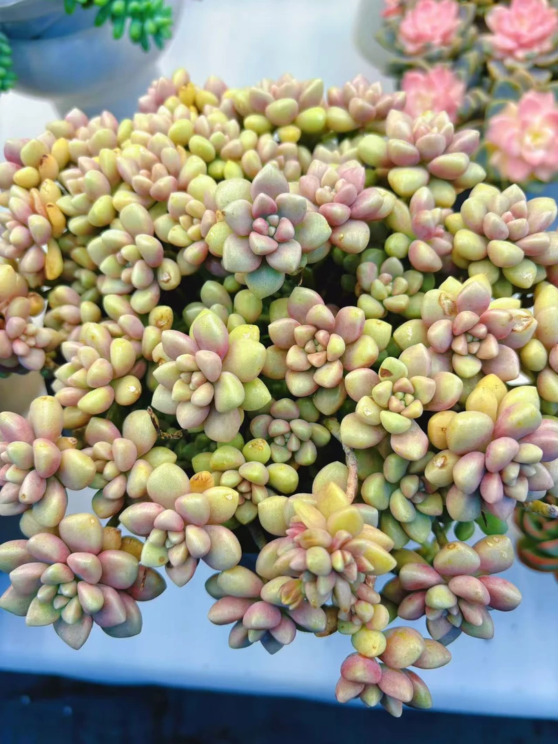 喜乐-丸叶姬秋丽  易爆崽 脱土发 新手好养室内室外养的多肉植物