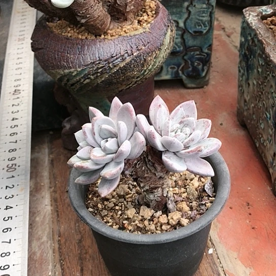 韩货苹果叶仙女棒杯