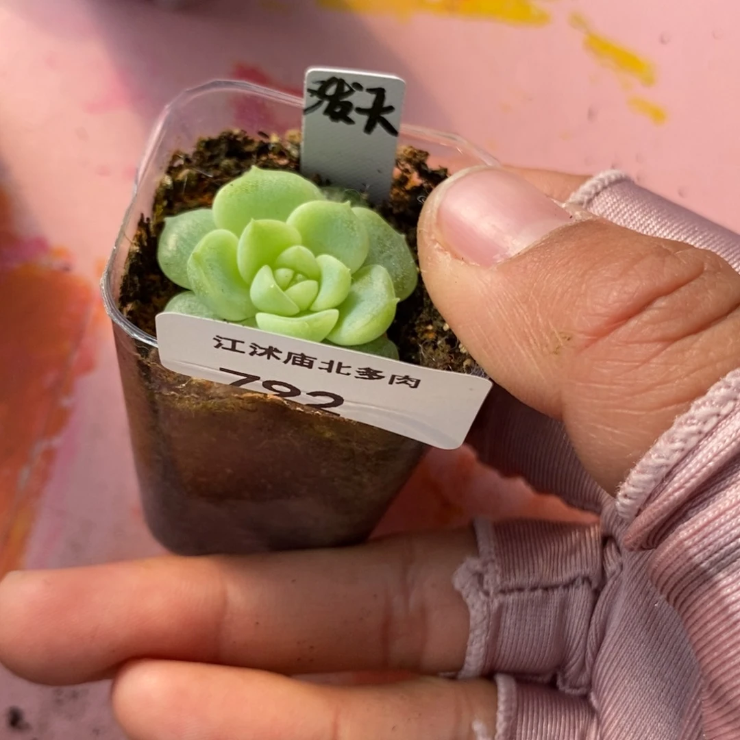 标签792泼天财富一个多肉