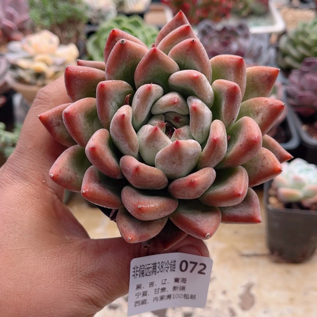 072婚戒德华多肉