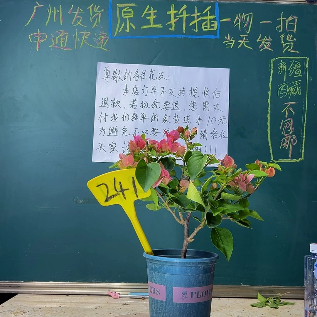 当前无花栽培后可以开花甜西瓜 241