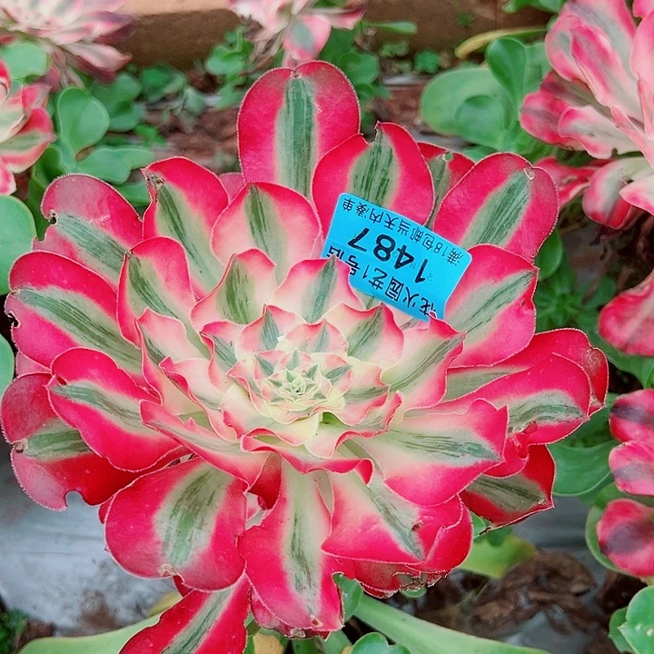 爱丽丝1487多肉植物