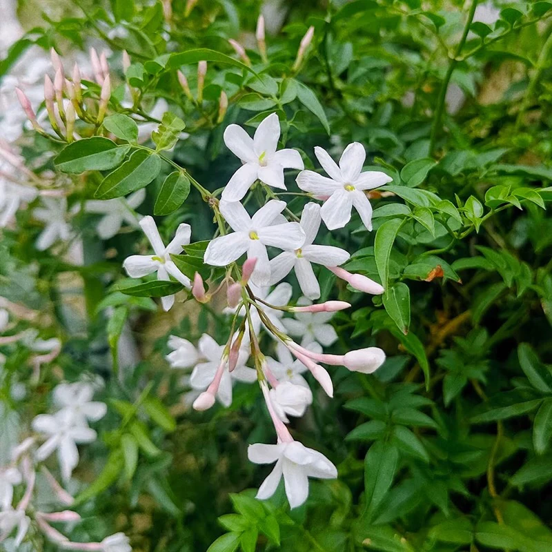 多花素馨盆栽浓香型攀爬藤植物庭院阳台多年生花卉绿植