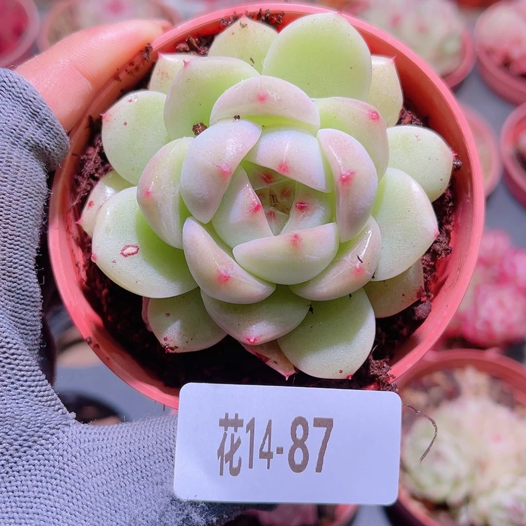 花14-87新品单头