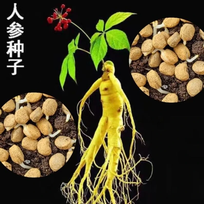 【人参种子】家庭阳台小院四季种植盆栽地栽易种易活