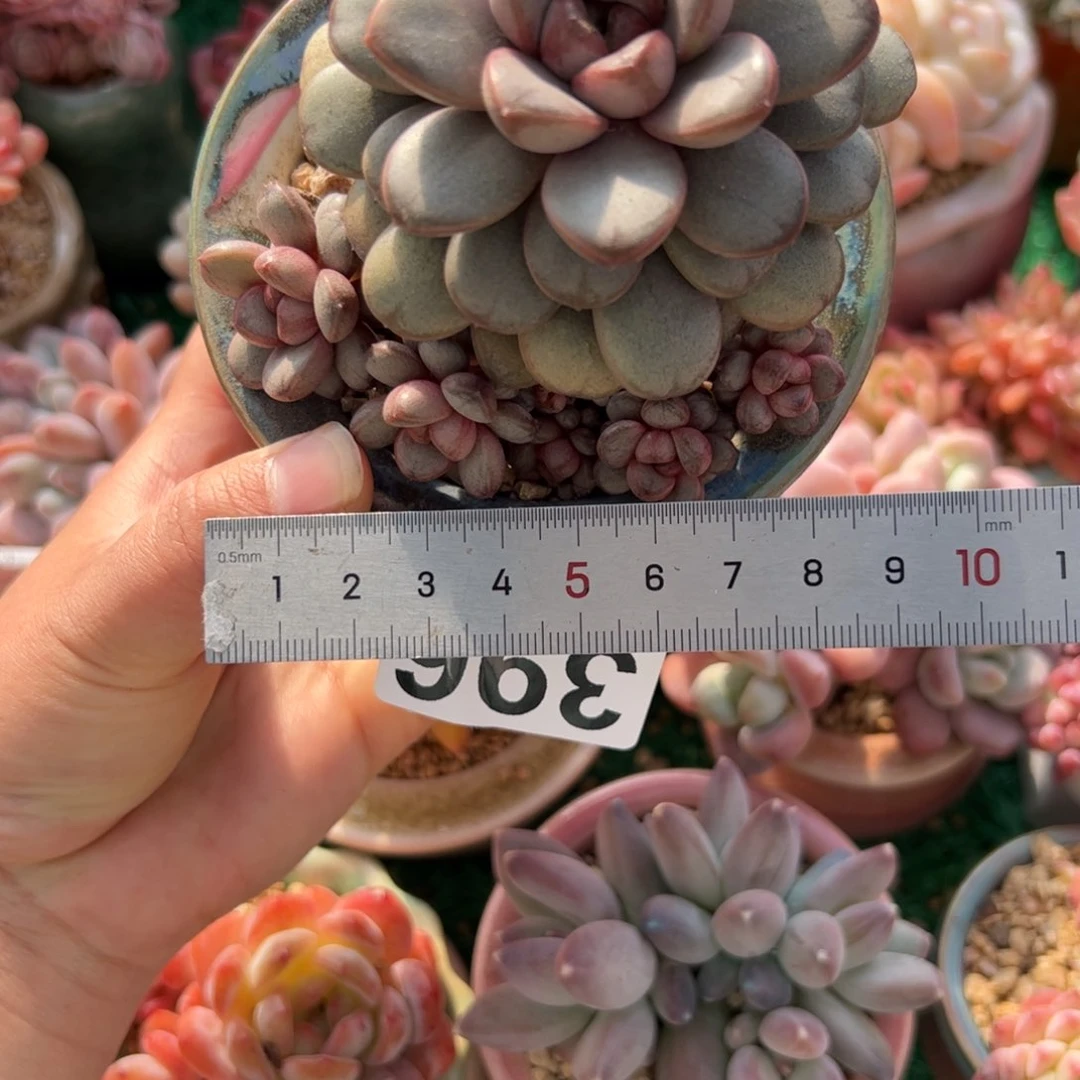片**静396 多肉植物组合