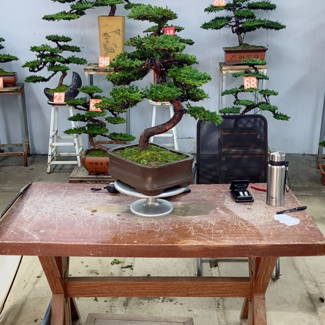 无花朵珍珠柏盆景