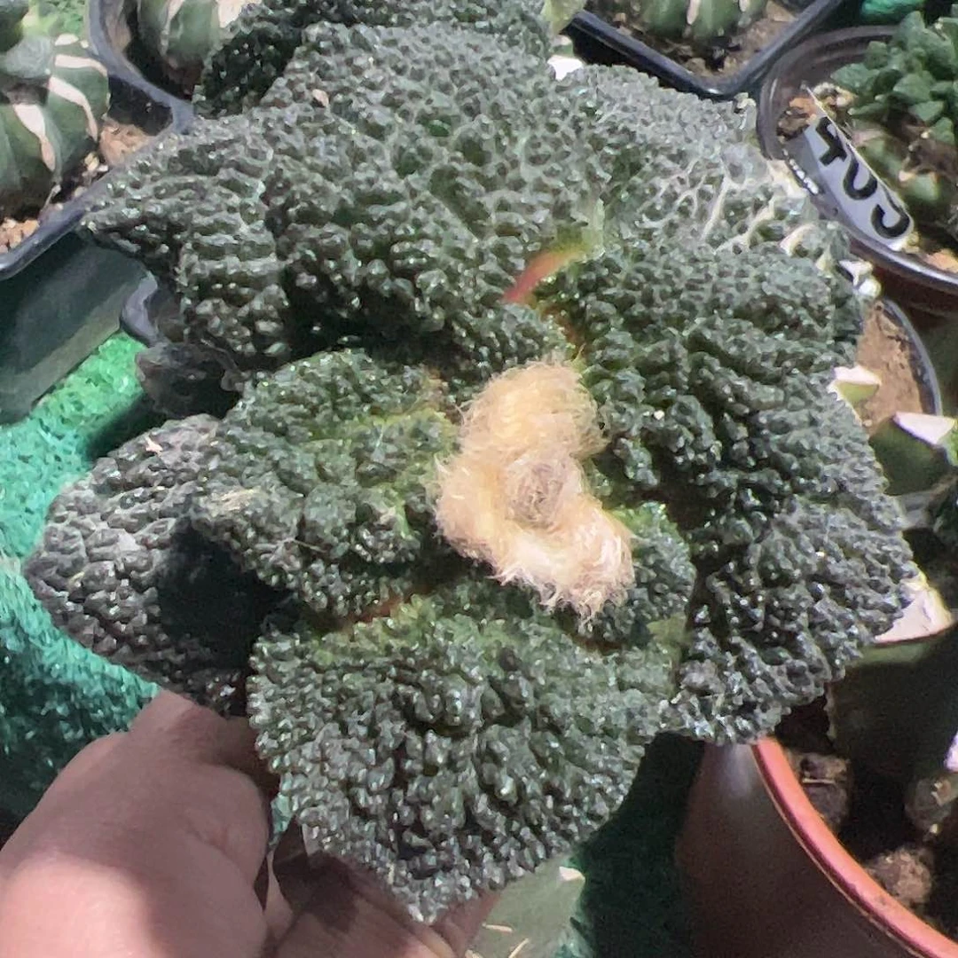 双头大尤哥斯拉牡丹590仙人球