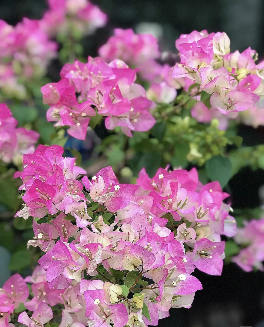 绿樱三角梅苗庭院阳台种植四季开花观赏带花发货