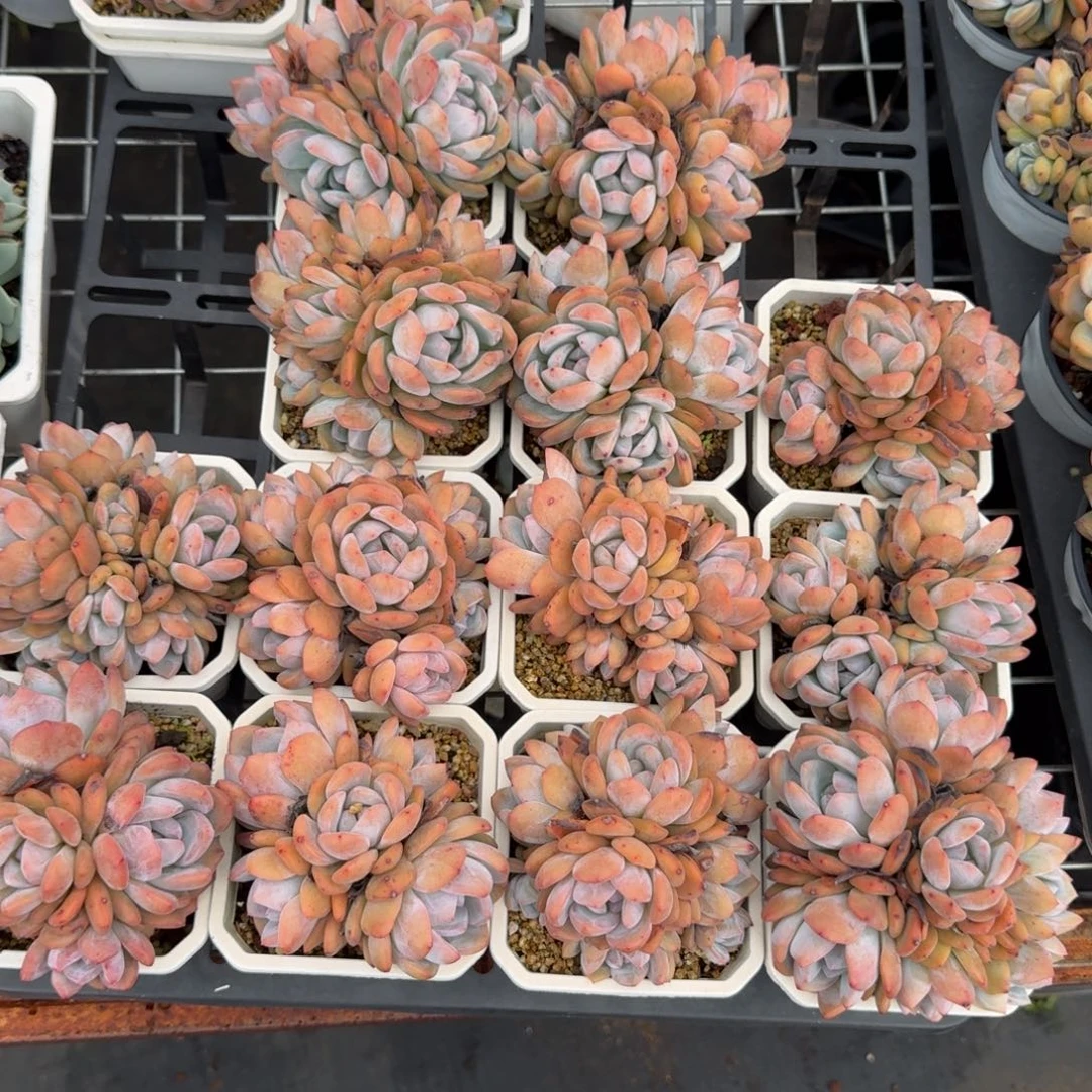 无花朵橙梦露群小白方盆