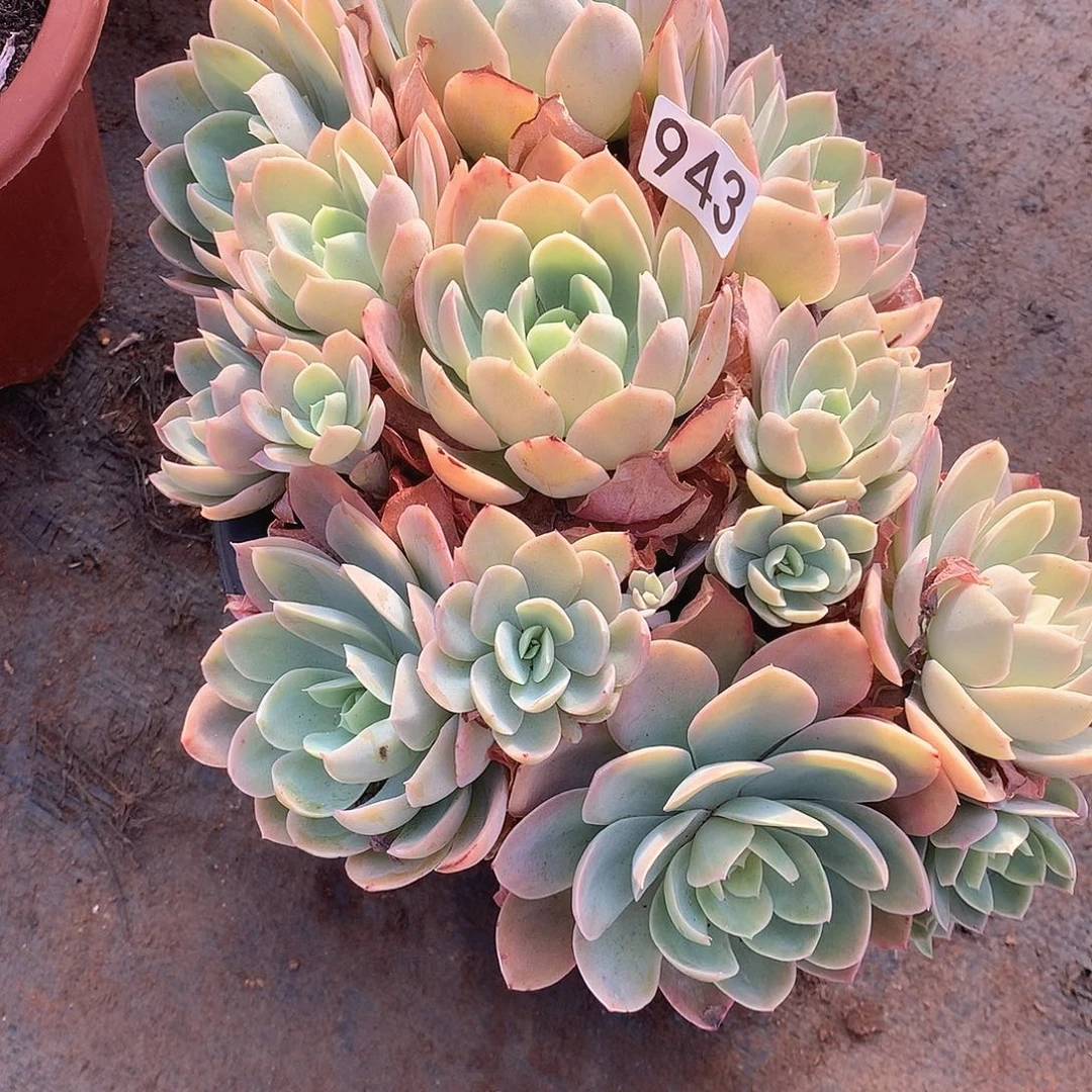 943丝绸 一物一拍多肉