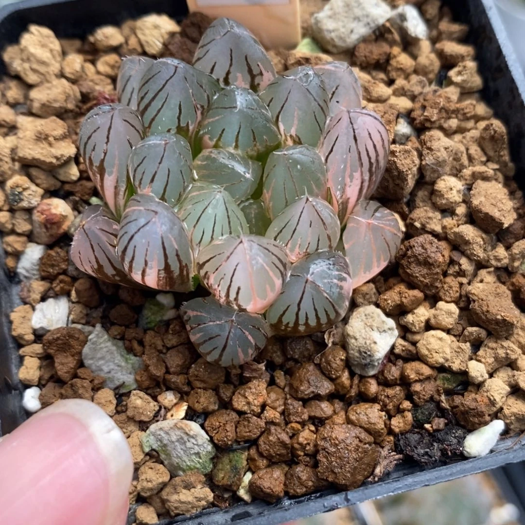 自***杨62霓虹灯玉露锦一物一拍