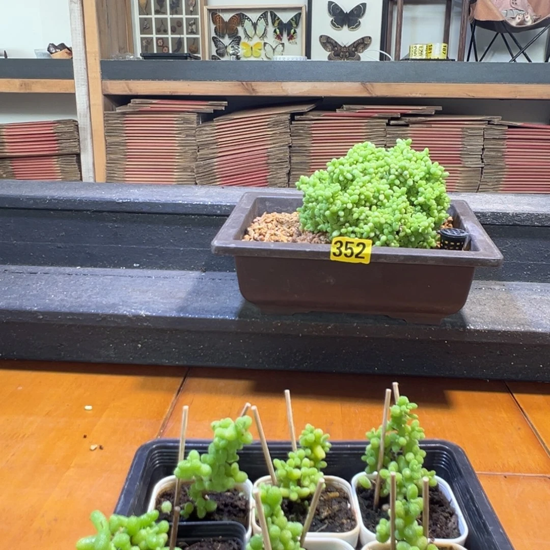 枝干番杏多肉植物311