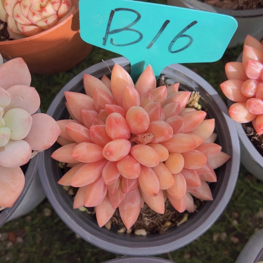 香玉的故事是一个人的故事