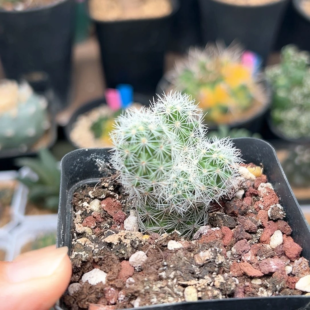 无花朵实生花岚群一颗