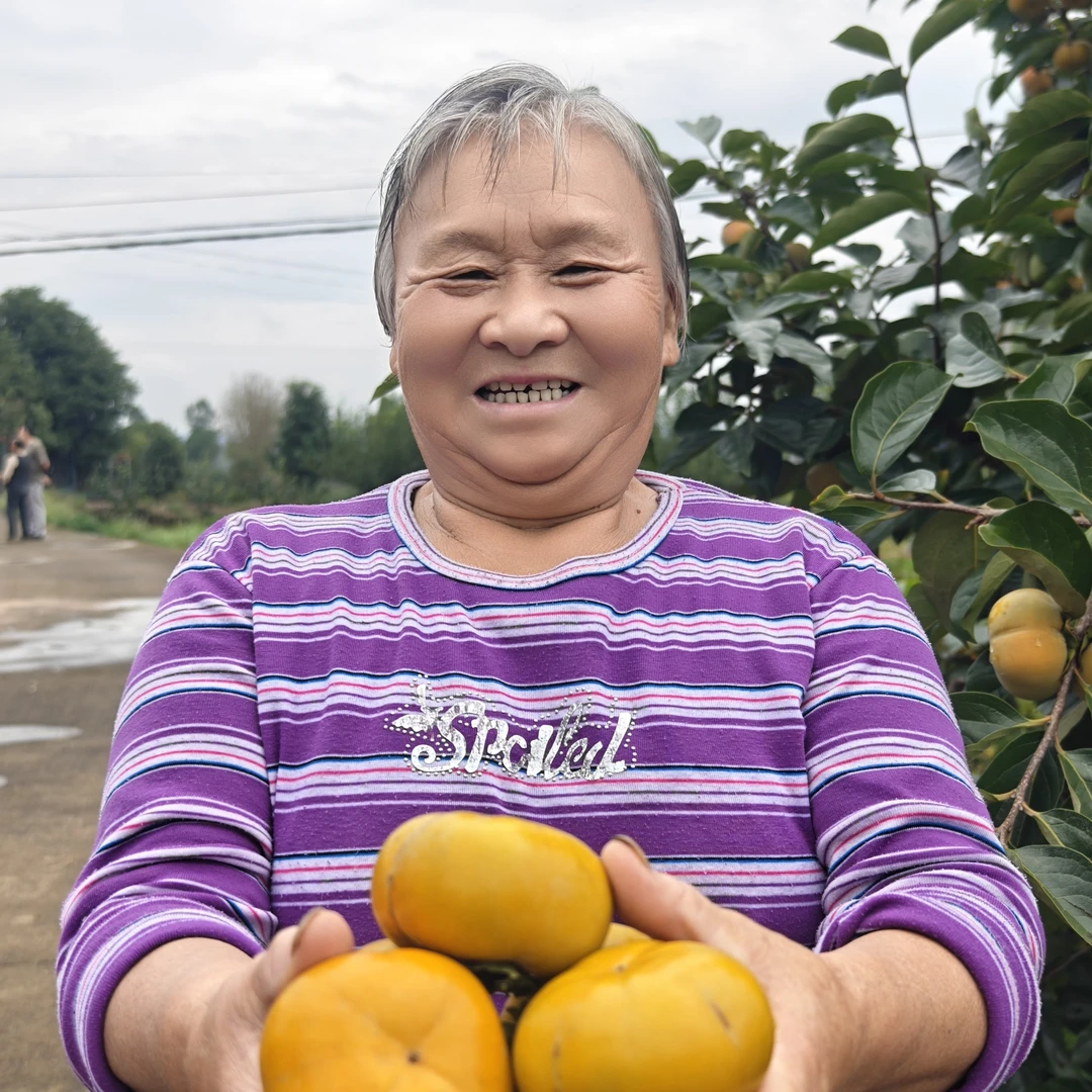 四川苍溪本地脆柿硬吃冰糖心不涩口新鲜采摘顺丰包邮
