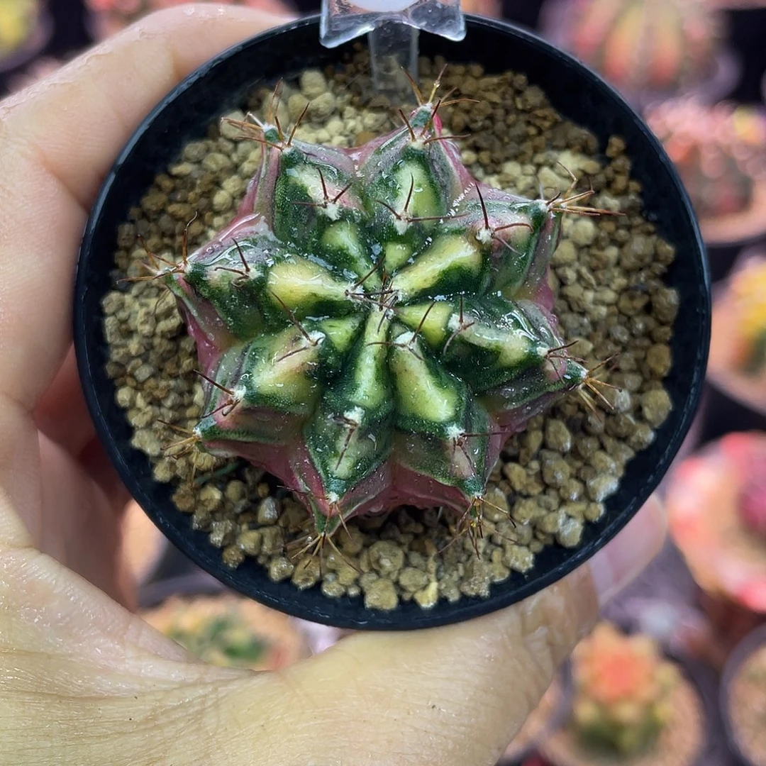 1-101米哈锦实生4.2厘米