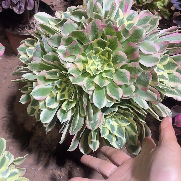 白凤一颗脱土15.8发货