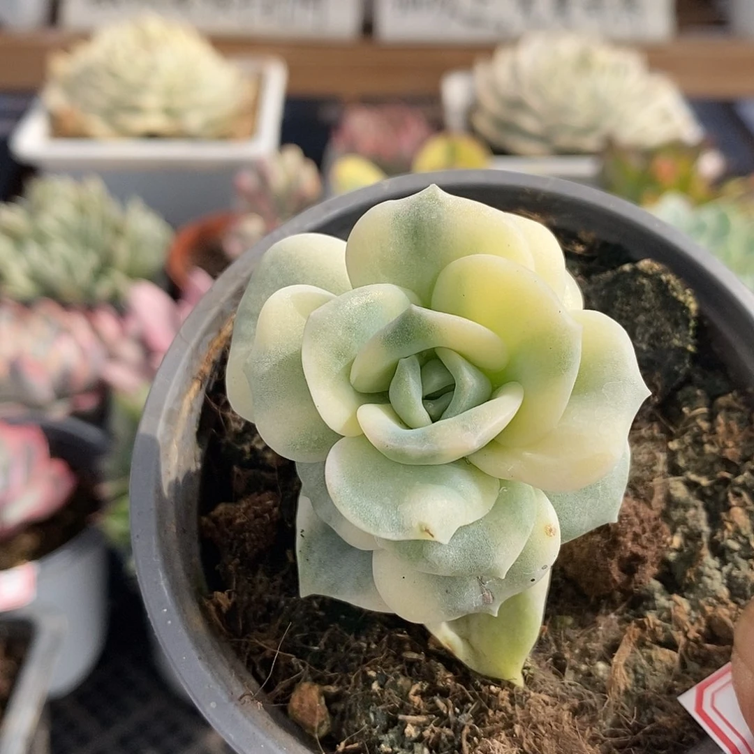 15268 可爱玫瑰覆轮锦