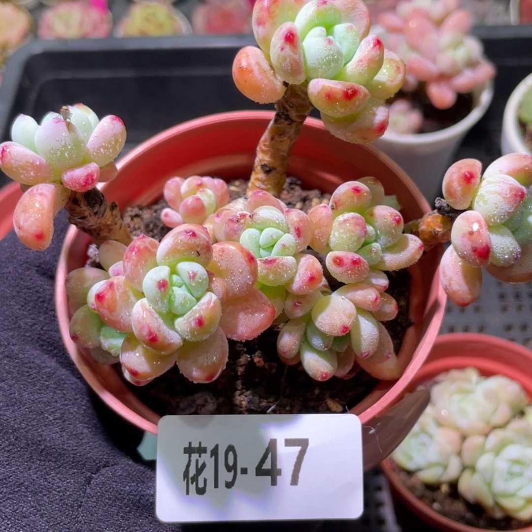 花利美19-47罗琦群