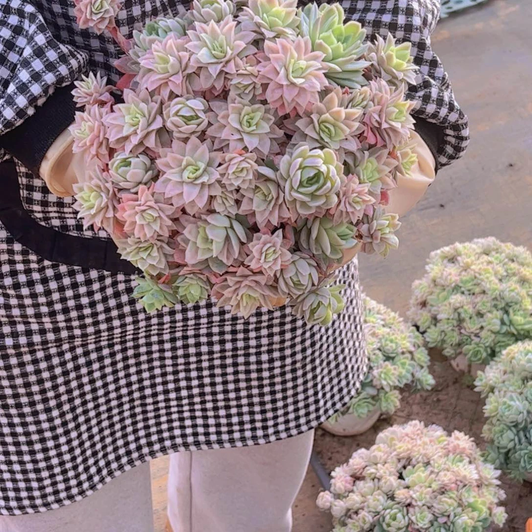 冰片玫瑰一单包邮