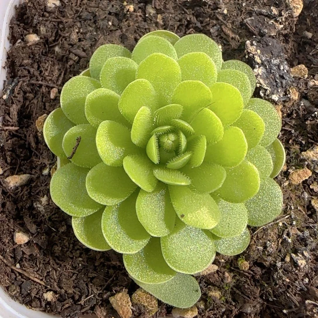 多肉1226-100捕虫堇