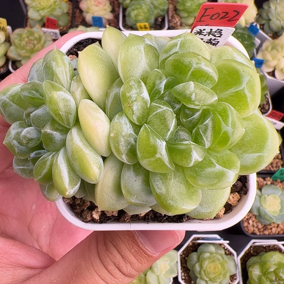 E022,大三头绿荫财富，7厘米