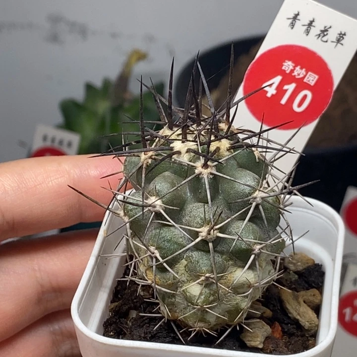 实生上腊狂黑刺龙爪球一颗
