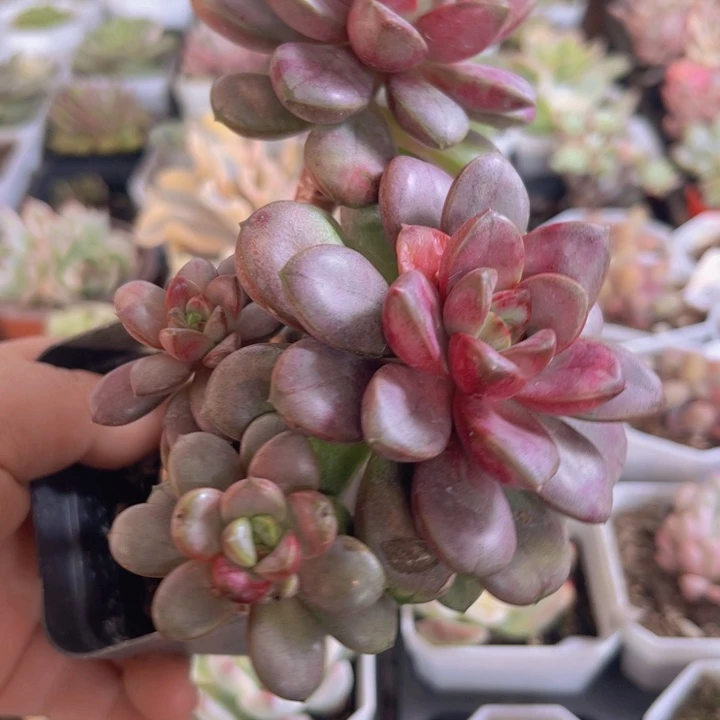 葡萄优选多肉植物531