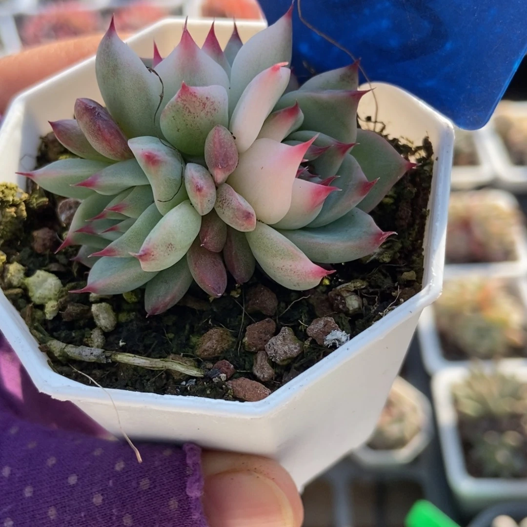 533吉娃娃锦多肉植物多肉